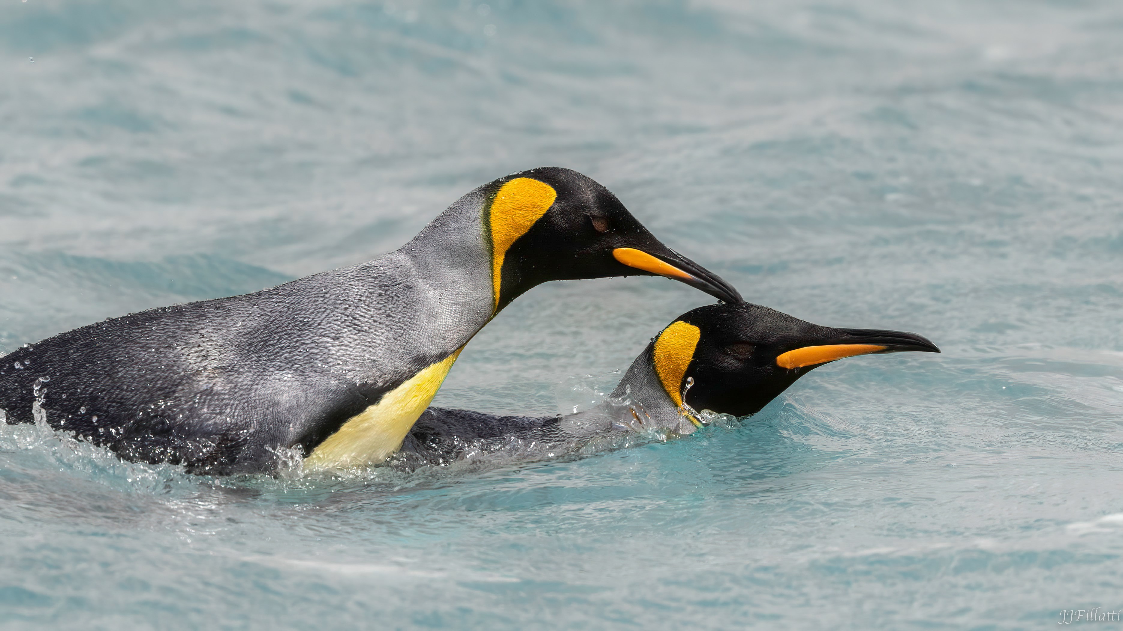 bird of the falklands image 10